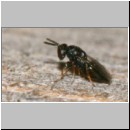 Chalcididae - Erzwespe 04a 3mm.jpg